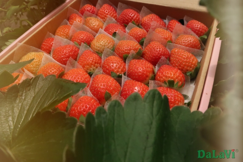 Ăn dâu tây Đà Lạt bổ dưỡng theo những cách sáng tạo từ DaLaVi