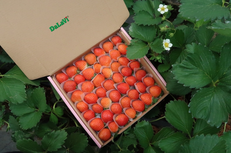 Mua sỉ dâu tây giống Nhật từ nhà vườn, chất lượng với giá ưu đãi