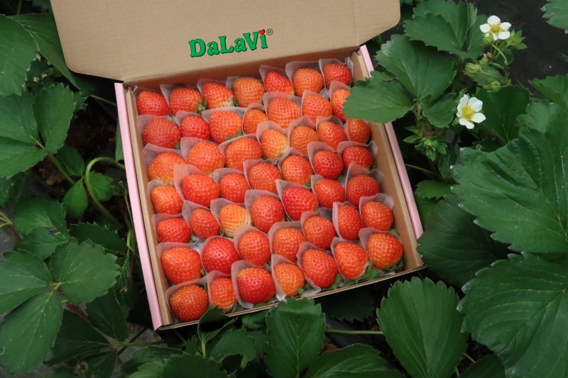 Dâu tây Nhật Bản giống Sky có ngon không, mua ở đâu giá ưu đãi 