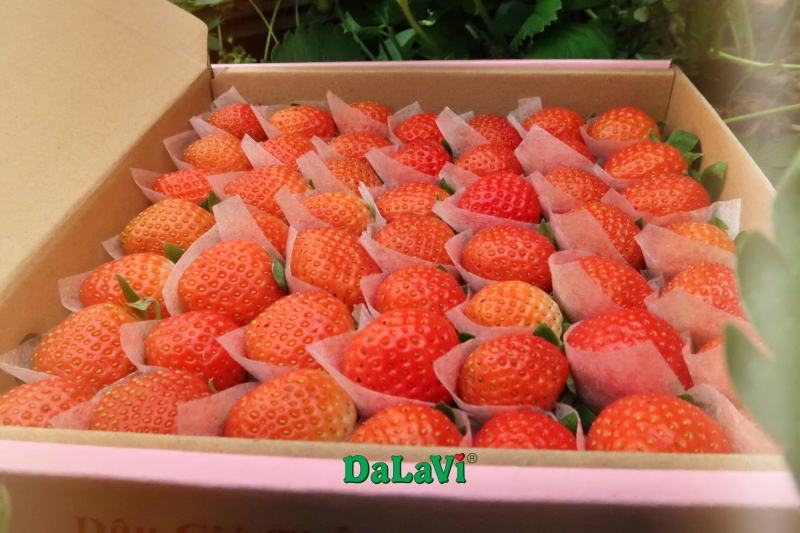 Hộp dâu tây trái tim với dâu tây Nhật được tuyển chọn kỹ lưỡng