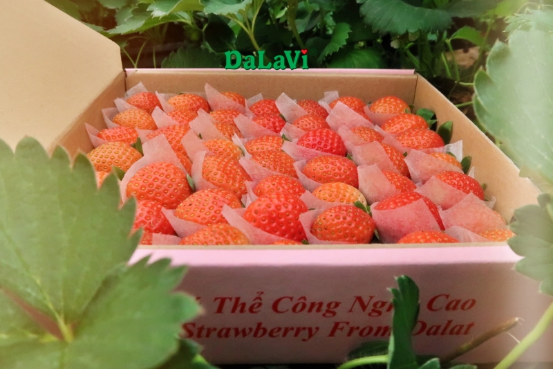 Dâu tây Nhật Bản giống Sky có ngon không, mua ở đâu giá ưu đãi 