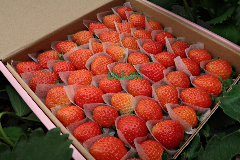 Dâu tây Nhật Bản giống Sky có ngon không, mua ở đâu giá ưu đãi 