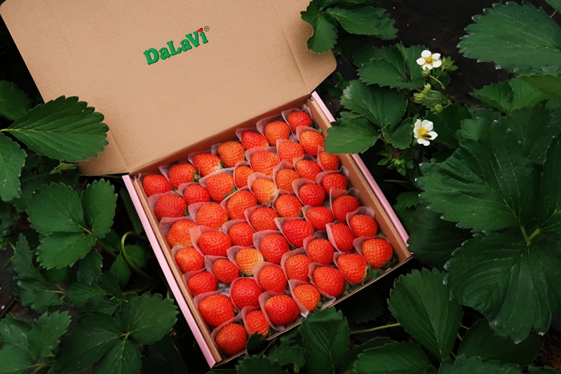 Dâu tây Nhật Bản giống Sky có ngon không, mua ở đâu giá ưu đãi 