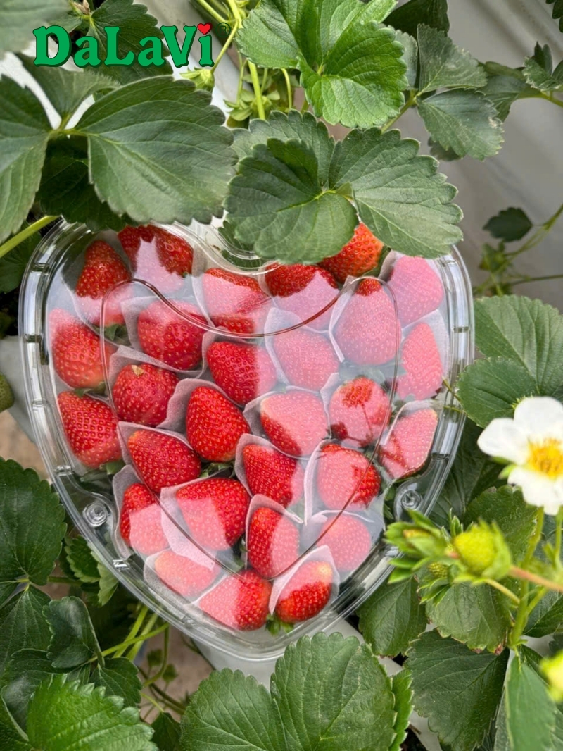 Hộp dâu tây trái tim với dâu tây Nhật được tuyển chọn kỹ lưỡng