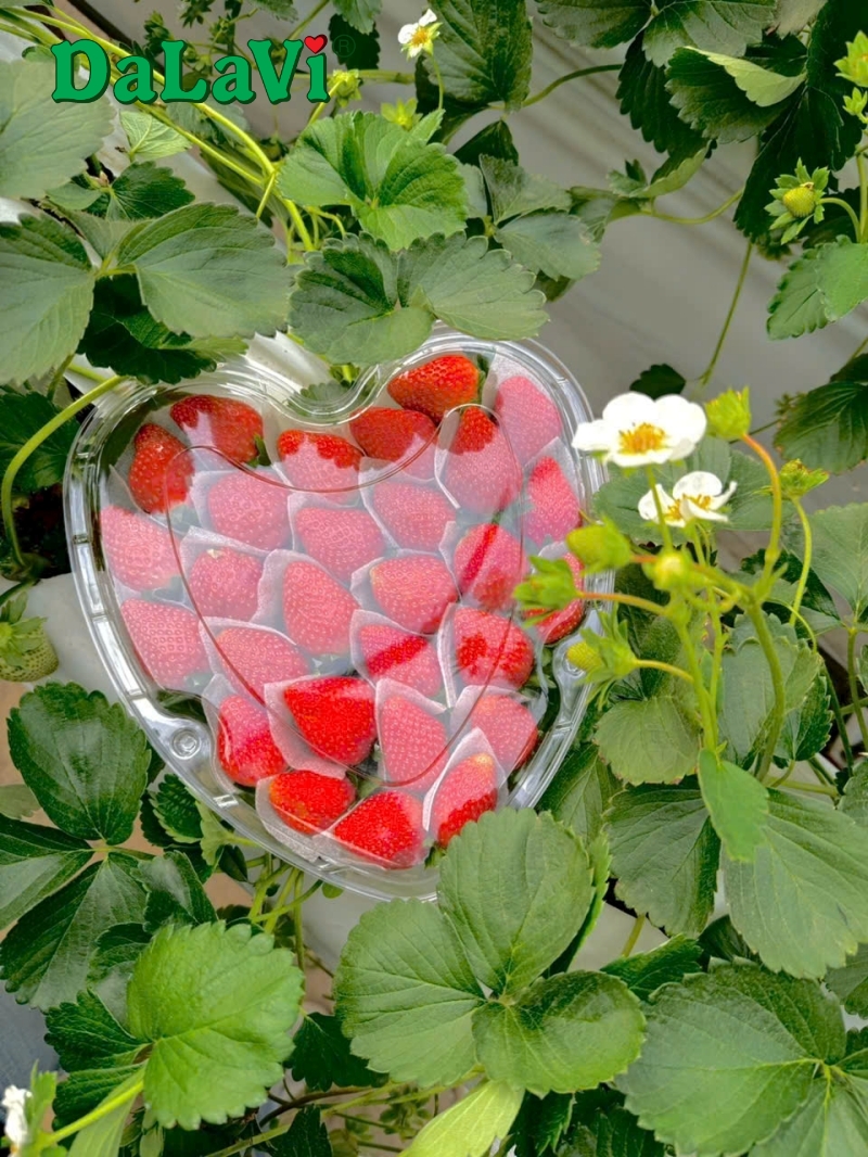 Hộp dâu tây trái tim với dâu tây Nhật được tuyển chọn kỹ lưỡng