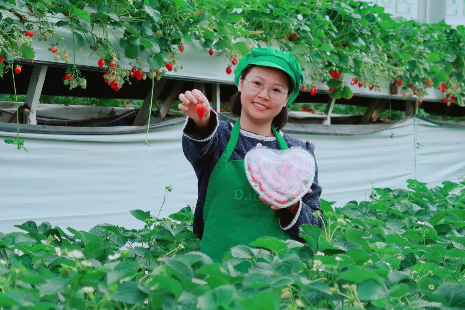 Vườn dâu tây Đà Lạt